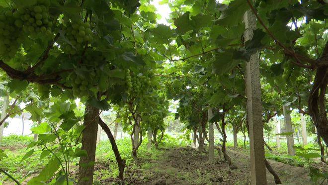 闫各庄镇葡萄产业“甜蜜升级”：新品种+新技术撬动大市场(图4)